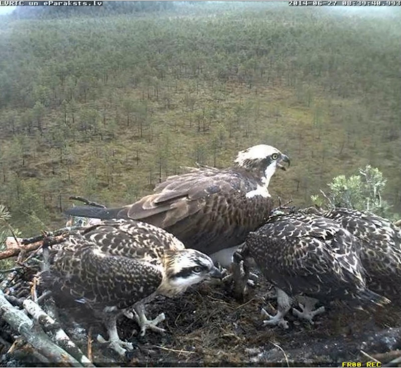 Latvian Osprey Nest ~ 2014 ~ P&#275;rkons & Lauma - Page 21 W122110