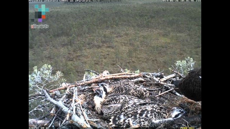 Latvian Osprey Nest ~ 2014 ~ P&#275;rkons & Lauma - Page 19 W1234412