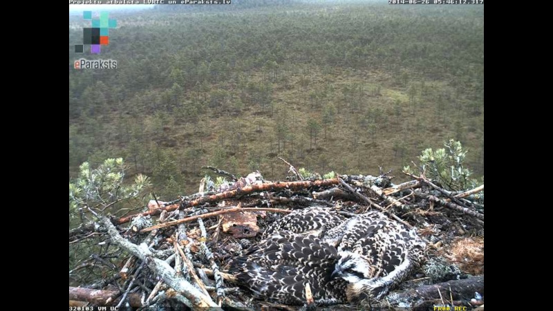 Latvian Osprey Nest ~ 2014 ~ P&#275;rkons & Lauma - Page 17 W1234512