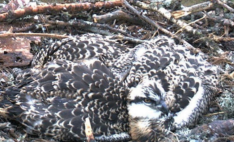 Latvian Osprey Nest ~ 2014 ~ P&#275;rkons & Lauma - Page 17 W1234514