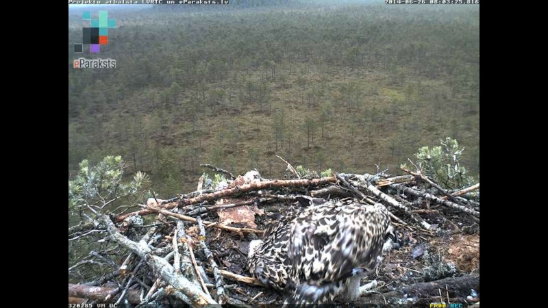 Latvian Osprey Nest ~ 2014 ~ P&#275;rkons & Lauma - Page 17 W1234526