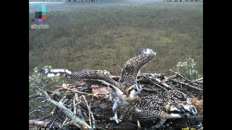 Latvian Osprey Nest ~ 2014 ~ P&#275;rkons & Lauma - Page 18 W1234532