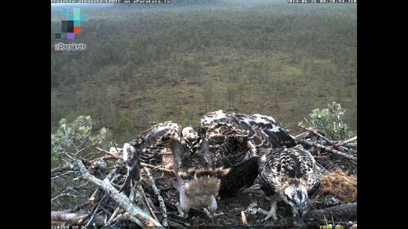 Latvian Osprey Nest ~ 2014 ~ P&#275;rkons & Lauma - Page 18 W1234533