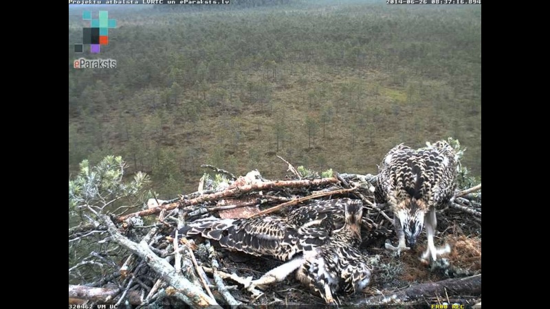 Latvian Osprey Nest ~ 2014 ~ P&#275;rkons & Lauma - Page 18 W1234538