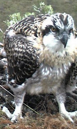 Latvian Osprey Nest ~ 2014 ~ P&#275;rkons & Lauma - Page 18 W1234541