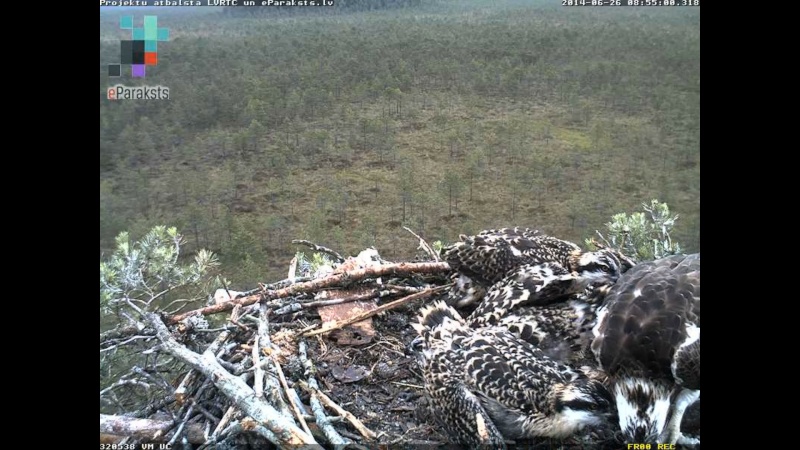 Latvian Osprey Nest ~ 2014 ~ P&#275;rkons & Lauma - Page 18 W1234543