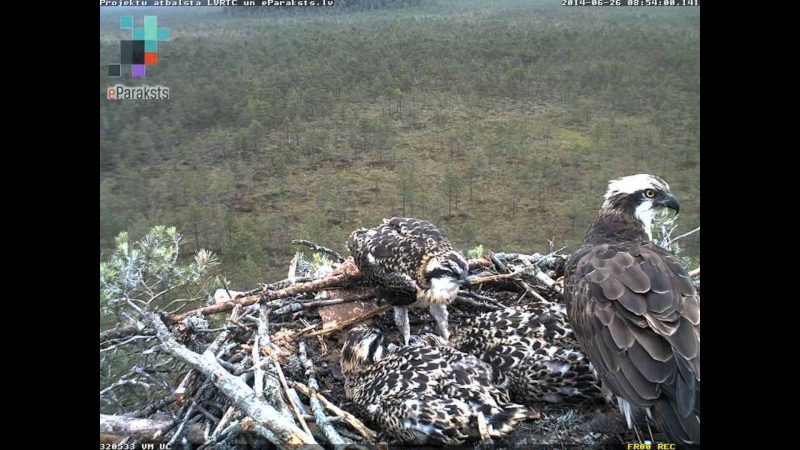 Latvian Osprey Nest ~ 2014 ~ P&#275;rkons & Lauma - Page 18 W1234544