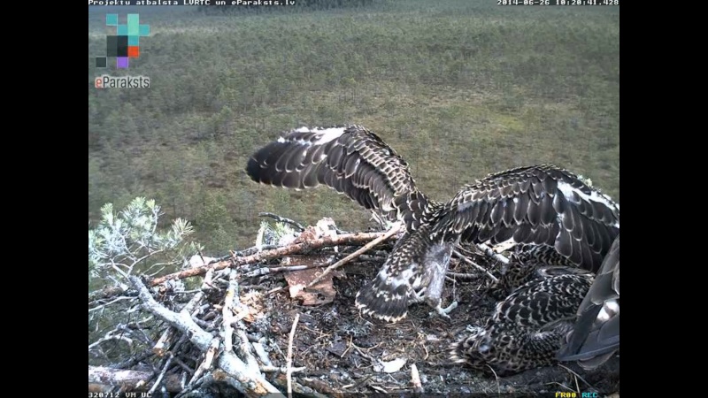 Latvian Osprey Nest ~ 2014 ~ P&#275;rkons & Lauma - Page 19 W1234555