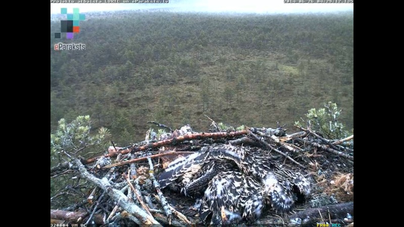 Latvian Osprey Nest ~ 2014 ~ P&#275;rkons & Lauma - Page 16 X01110