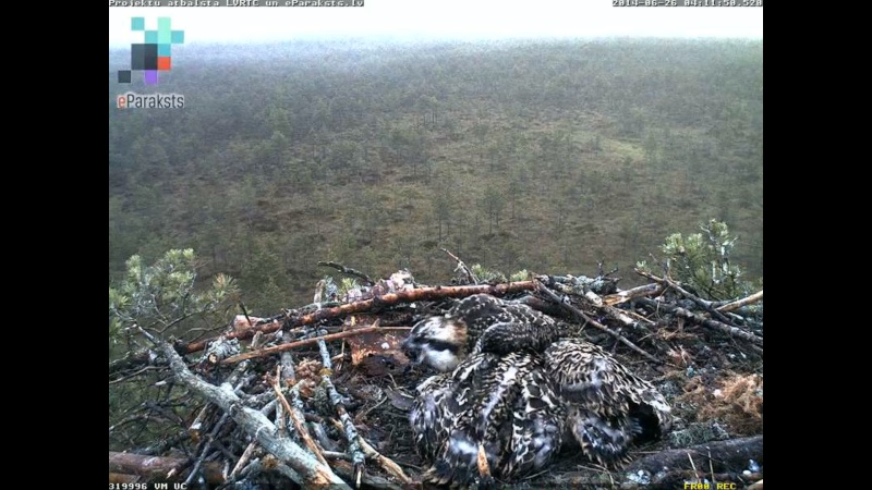 Latvian Osprey Nest ~ 2014 ~ P&#275;rkons & Lauma - Page 16 X01410