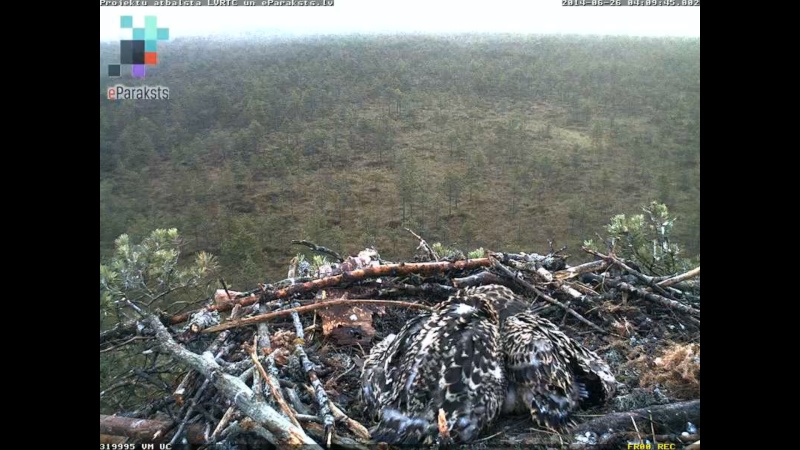 Latvian Osprey Nest ~ 2014 ~ P&#275;rkons & Lauma - Page 16 X01510