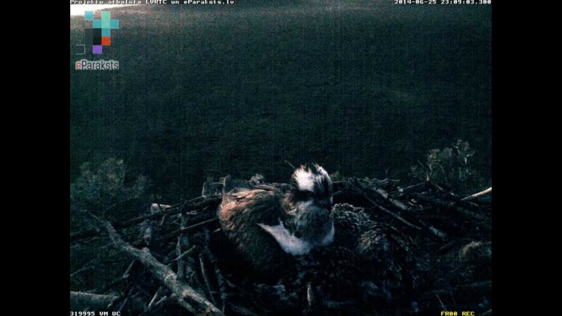 Latvian Osprey Nest ~ 2014 ~ P&#275;rkons & Lauma - Page 16 X02010