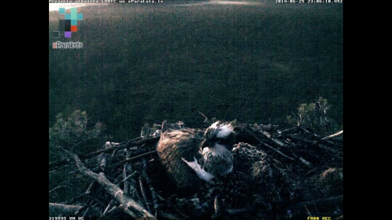 Latvian Osprey Nest ~ 2014 ~ P&#275;rkons & Lauma - Page 16 X02110