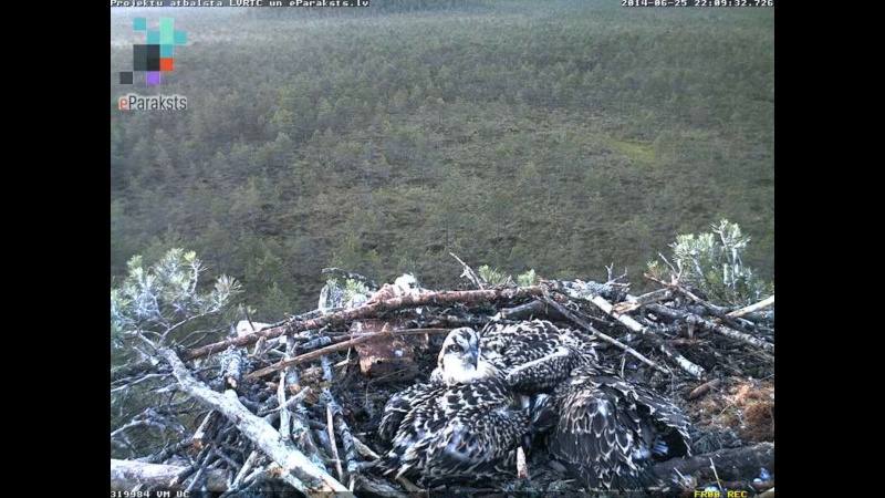 Latvian Osprey Nest ~ 2014 ~ P&#275;rkons & Lauma - Page 16 X03010