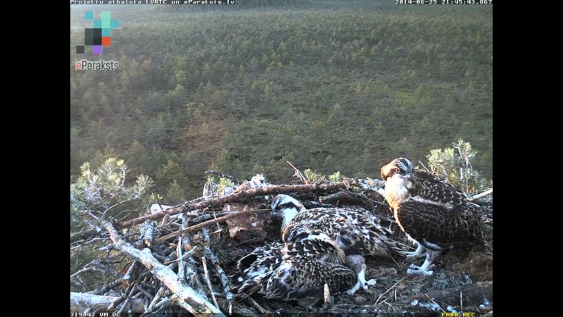 Latvian Osprey Nest ~ 2014 ~ P&#275;rkons & Lauma - Page 15 X03610