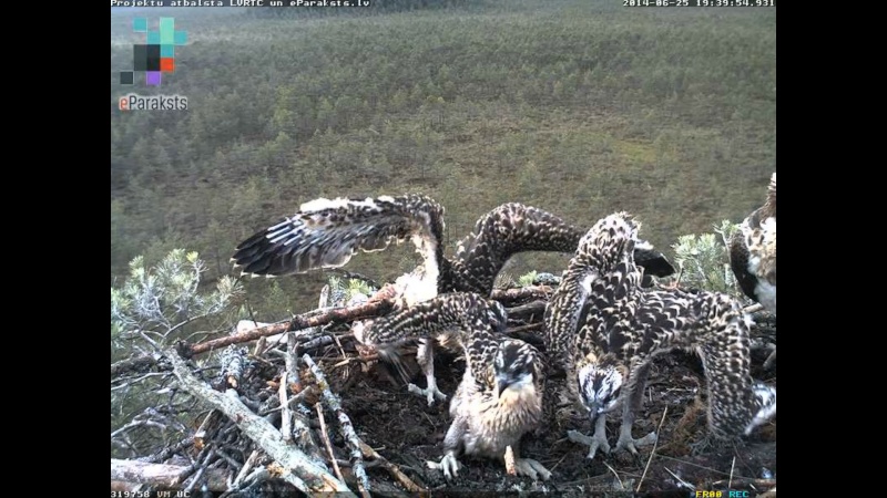 Latvian Osprey Nest ~ 2014 ~ P&#275;rkons & Lauma - Page 15 X05610