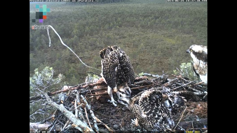 Latvian Osprey Nest ~ 2014 ~ P&#275;rkons & Lauma - Page 14 X05710