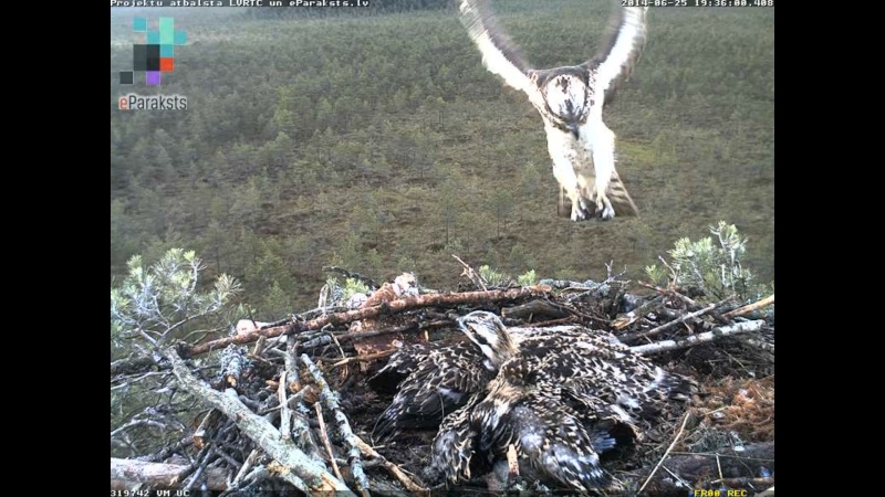 Latvian Osprey Nest ~ 2014 ~ P&#275;rkons & Lauma - Page 14 X05910