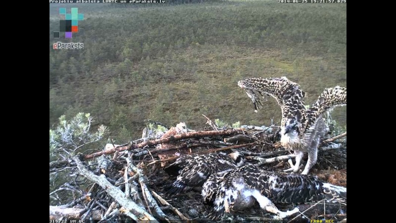 Latvian Osprey Nest ~ 2014 ~ P&#275;rkons & Lauma - Page 14 X06410