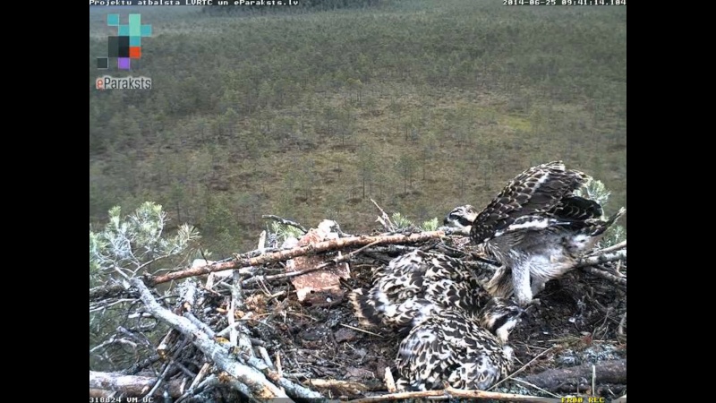 Latvian Osprey Nest ~ 2014 ~ P&#275;rkons & Lauma - Page 14 X06810