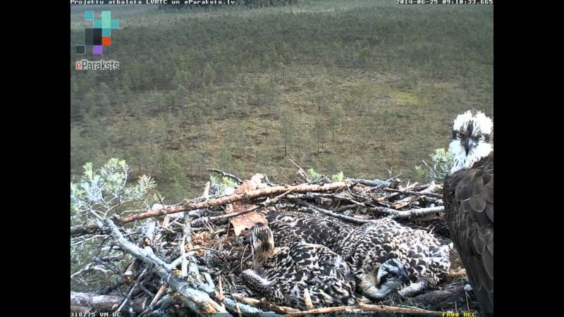 Latvian Osprey Nest ~ 2014 ~ P&#275;rkons & Lauma - Page 14 X07610