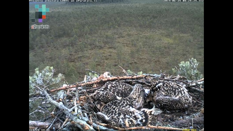 Latvian Osprey Nest ~ 2014 ~ P&#275;rkons & Lauma - Page 14 X07910