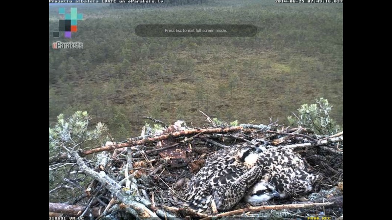 Latvian Osprey Nest ~ 2014 ~ P&#275;rkons & Lauma - Page 13 X08310