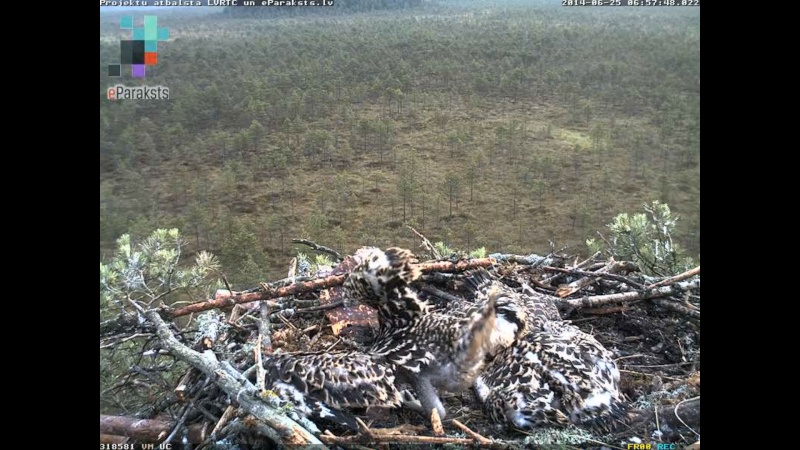 Latvian Osprey Nest ~ 2014 ~ P&#275;rkons & Lauma - Page 13 X10110