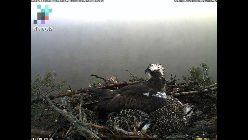 Latvian Osprey Nest ~ 2014 ~ P&#275;rkons & Lauma - Page 12 X11210