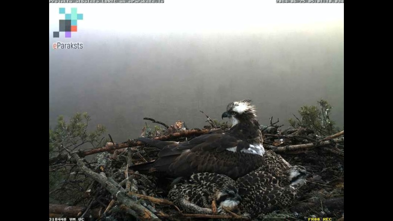 Latvian Osprey Nest ~ 2014 ~ P&#275;rkons & Lauma - Page 12 X11410