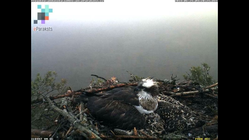 Latvian Osprey Nest ~ 2014 ~ P&#275;rkons & Lauma - Page 12 X120410