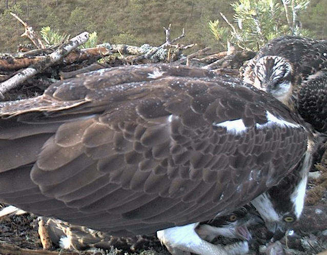 Latvian Osprey Nest ~ 2014 ~ P&#275;rkons & Lauma - Page 10 X122410