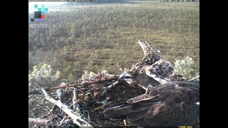 Latvian Osprey Nest ~ 2014 ~ P&#275;rkons & Lauma - Page 10 X122710