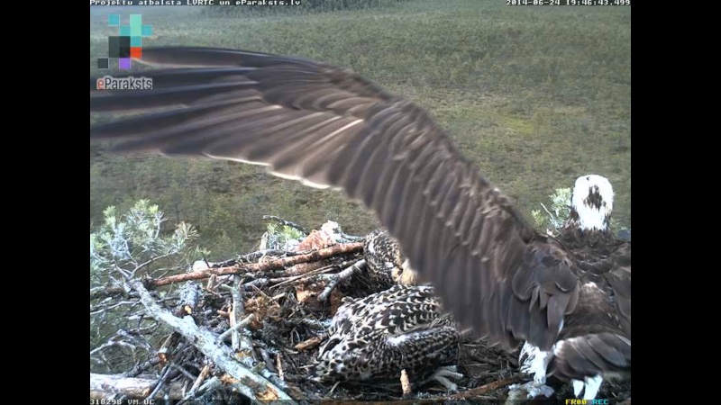 Latvian Osprey Nest ~ 2014 ~ P&#275;rkons & Lauma - Page 10 X122910