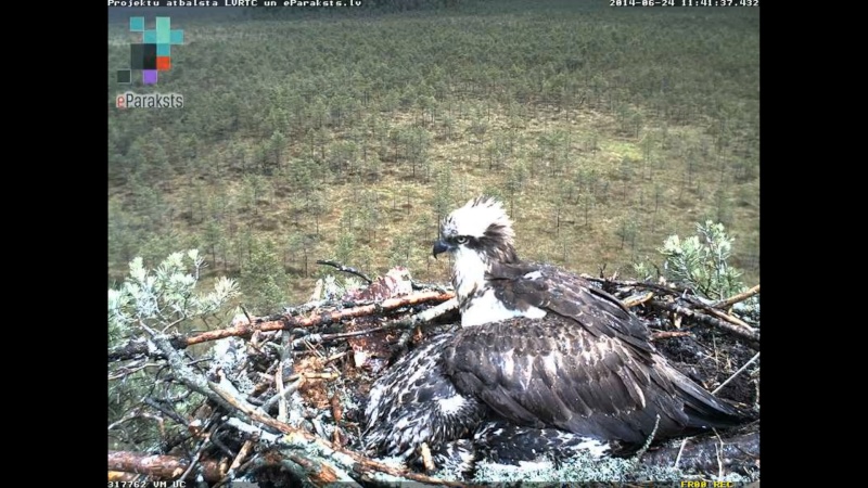 Latvian Osprey Nest ~ 2014 ~ P&#275;rkons & Lauma - Page 9 X1231710