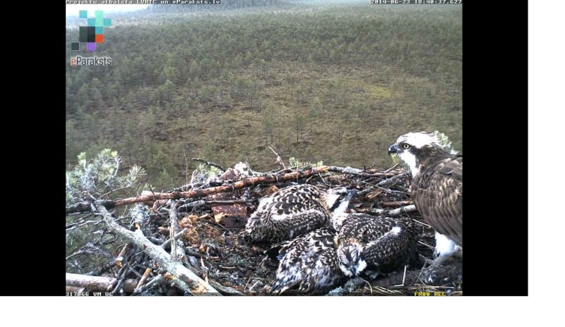 Latvian Osprey Nest ~ 2014 ~ P&#275;rkons & Lauma - Page 4 X1234213