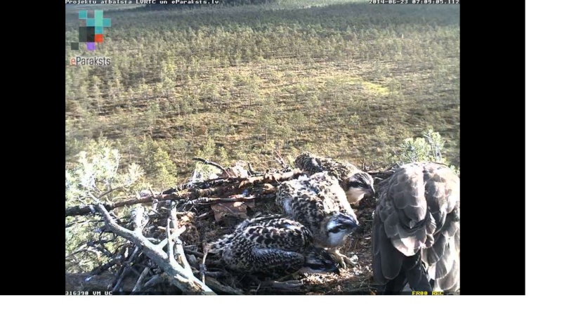 Latvian Osprey Nest ~ 2014 ~ P&#275;rkons & Lauma - Page 2 X1234418