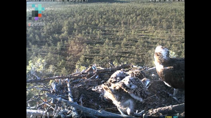 Latvian Osprey Nest ~ 2014 ~ P&#275;rkons & Lauma - Page 32 X1234516