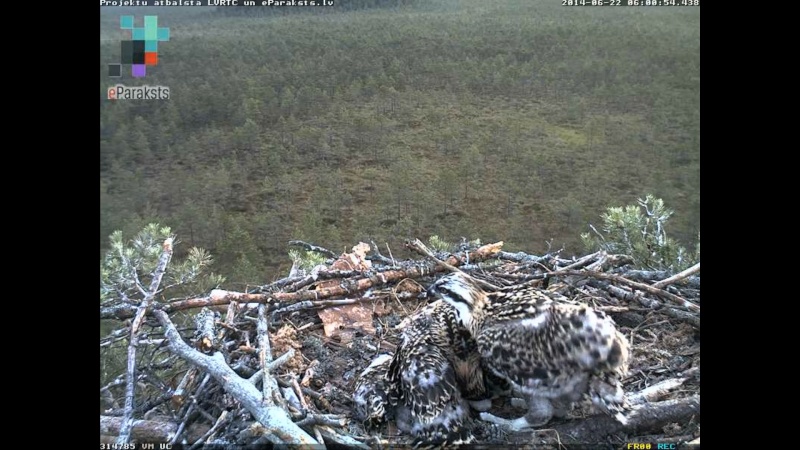 Latvian Osprey Nest ~ 2014 ~ P&#275;rkons & Lauma - Page 34 X1234540