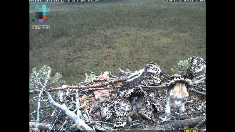 Latvian Osprey Nest ~ 2014 ~ P&#275;rkons & Lauma - Page 35 X1234554