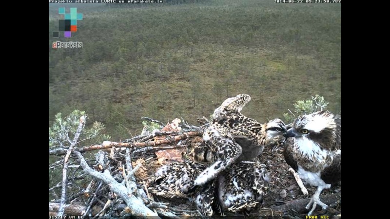 Latvian Osprey Nest ~ 2014 ~ P&#275;rkons & Lauma - Page 36 X1234565