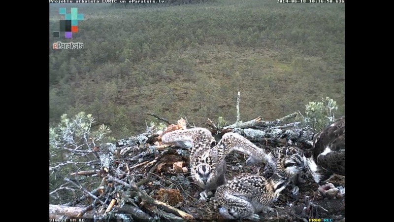 Latvian Osprey Nest ~ 2014 ~ P&#275;rkons & Lauma - Page 26 Y10010