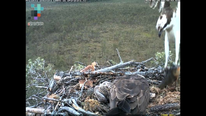 Latvian Osprey Nest ~ 2014 ~ P&#275;rkons & Lauma - Page 18 Y117110