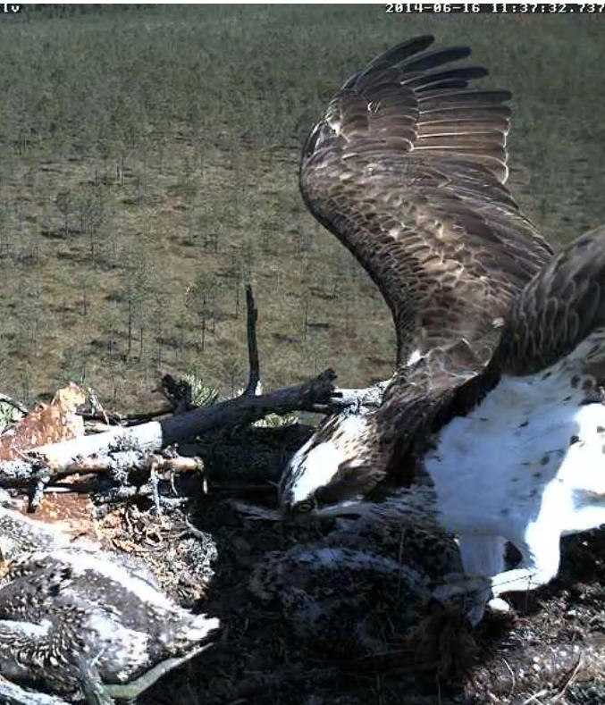 Latvian Osprey Nest ~ 2014 ~ P&#275;rkons & Lauma - Page 18 Y117210