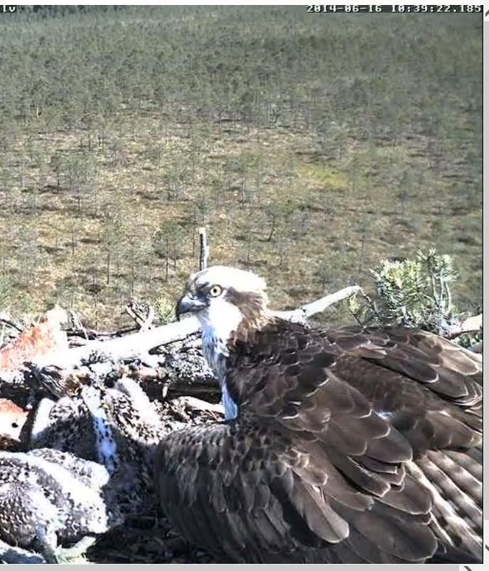 Latvian Osprey Nest ~ 2014 ~ P&#275;rkons & Lauma - Page 17 Y117510