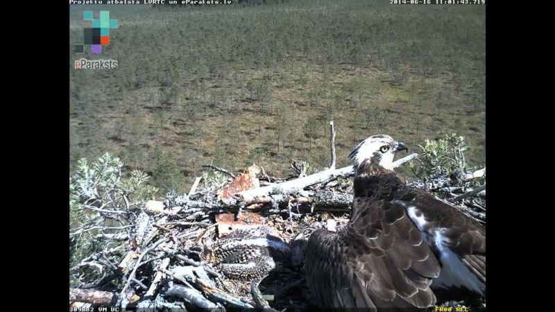 Latvian Osprey Nest ~ 2014 ~ P&#275;rkons & Lauma - Page 17 Y117611