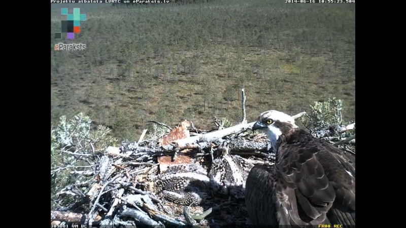 Latvian Osprey Nest ~ 2014 ~ P&#275;rkons & Lauma - Page 17 Y117910