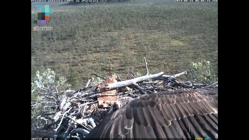 Latvian Osprey Nest ~ 2014 ~ P&#275;rkons & Lauma - Page 15 Y119310