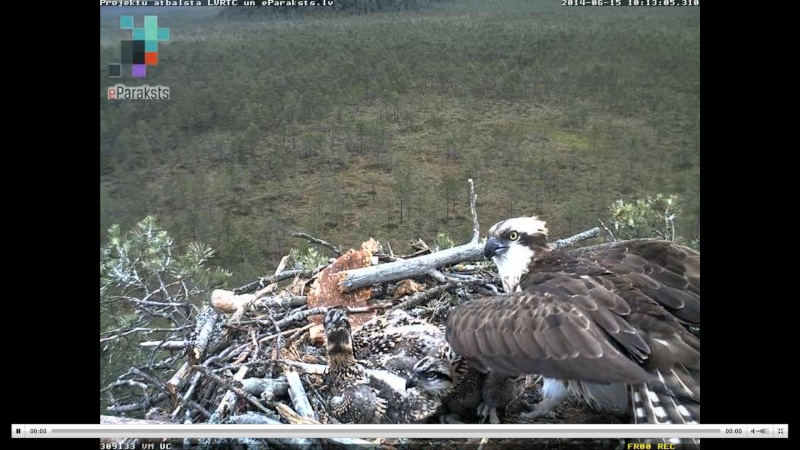 Latvian Osprey Nest ~ 2014 ~ P&#275;rkons & Lauma - Page 13 Y120310