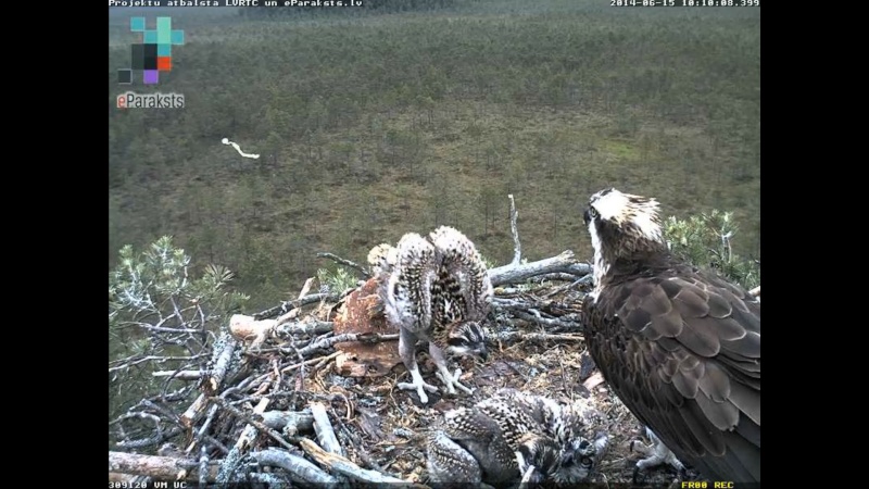 Latvian Osprey Nest ~ 2014 ~ P&#275;rkons & Lauma - Page 13 Y120410